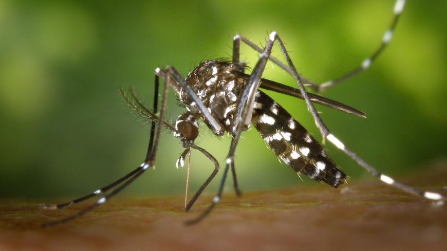 Riscrivere le regole dell’ereditarietà: la genetica contro le malattie trasmesse dagli insetti